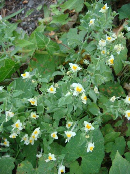 Linaria reflexa